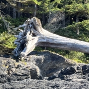 old tree washed up on the beach, roots show erosion