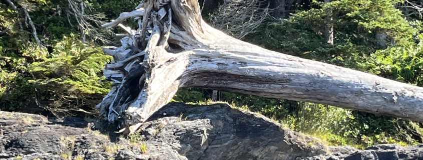 old tree washed up on the beach, roots show erosion