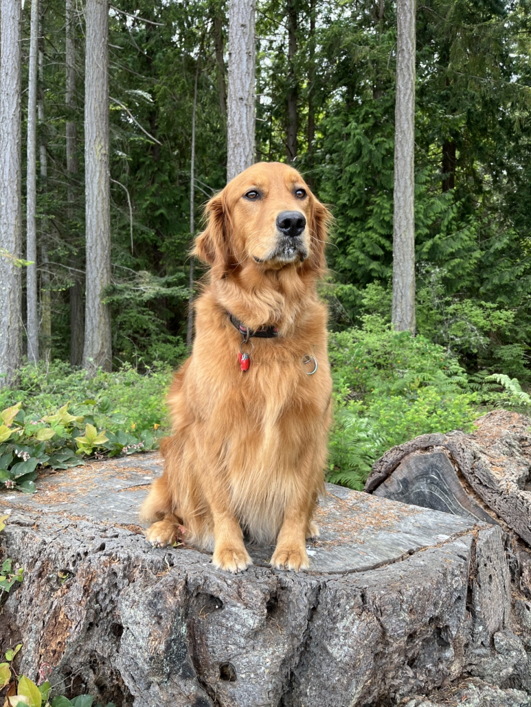 Golden Retriever sitting on a stump patiently watching the world go by.