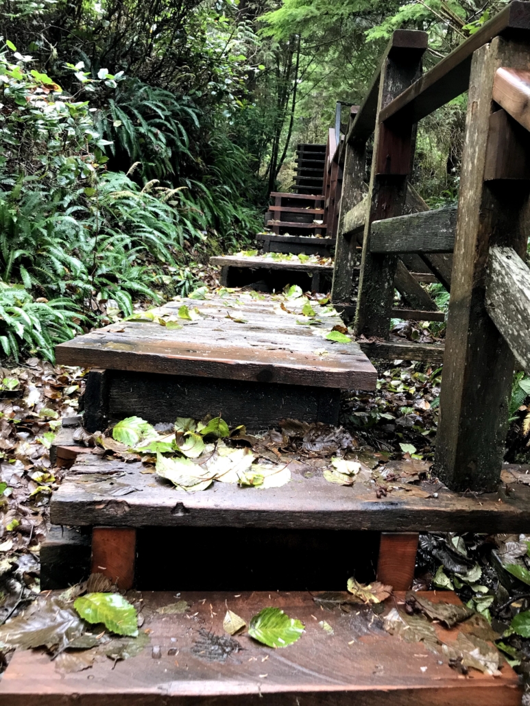 Walking up wet leaf covered wooden stairs